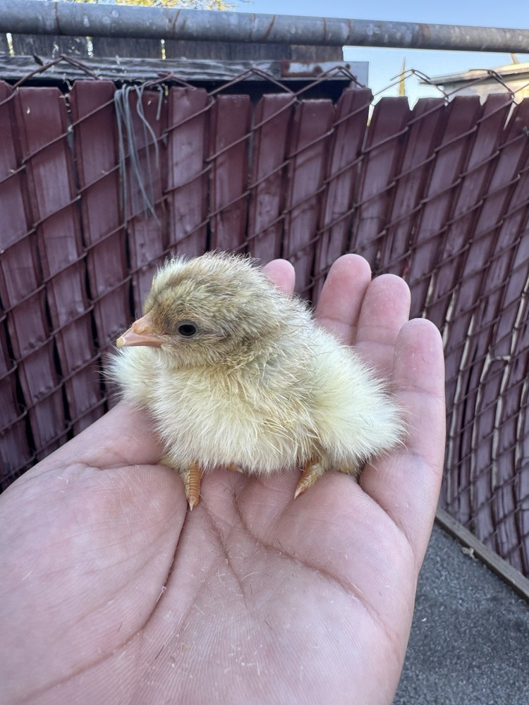Isabella Brahma Hatching Eggs 6 Eggs