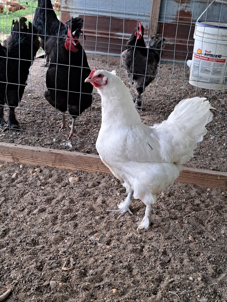 6 Croad Langshan Hatching Eggs (White & Splash)