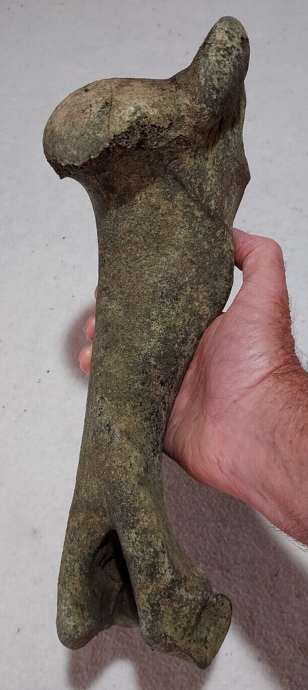 Bison Right Humerus Bone Fossil from Ice Age