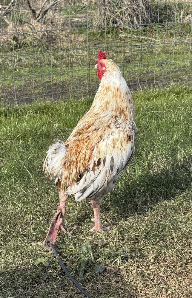 Chicken Hatching Egg