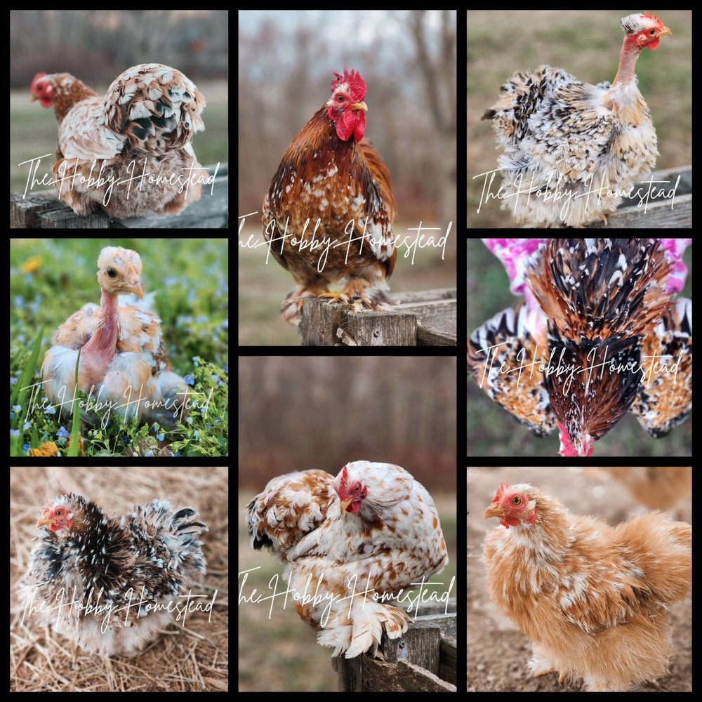 6 Calico Cochin Bantam Hatching Eggs