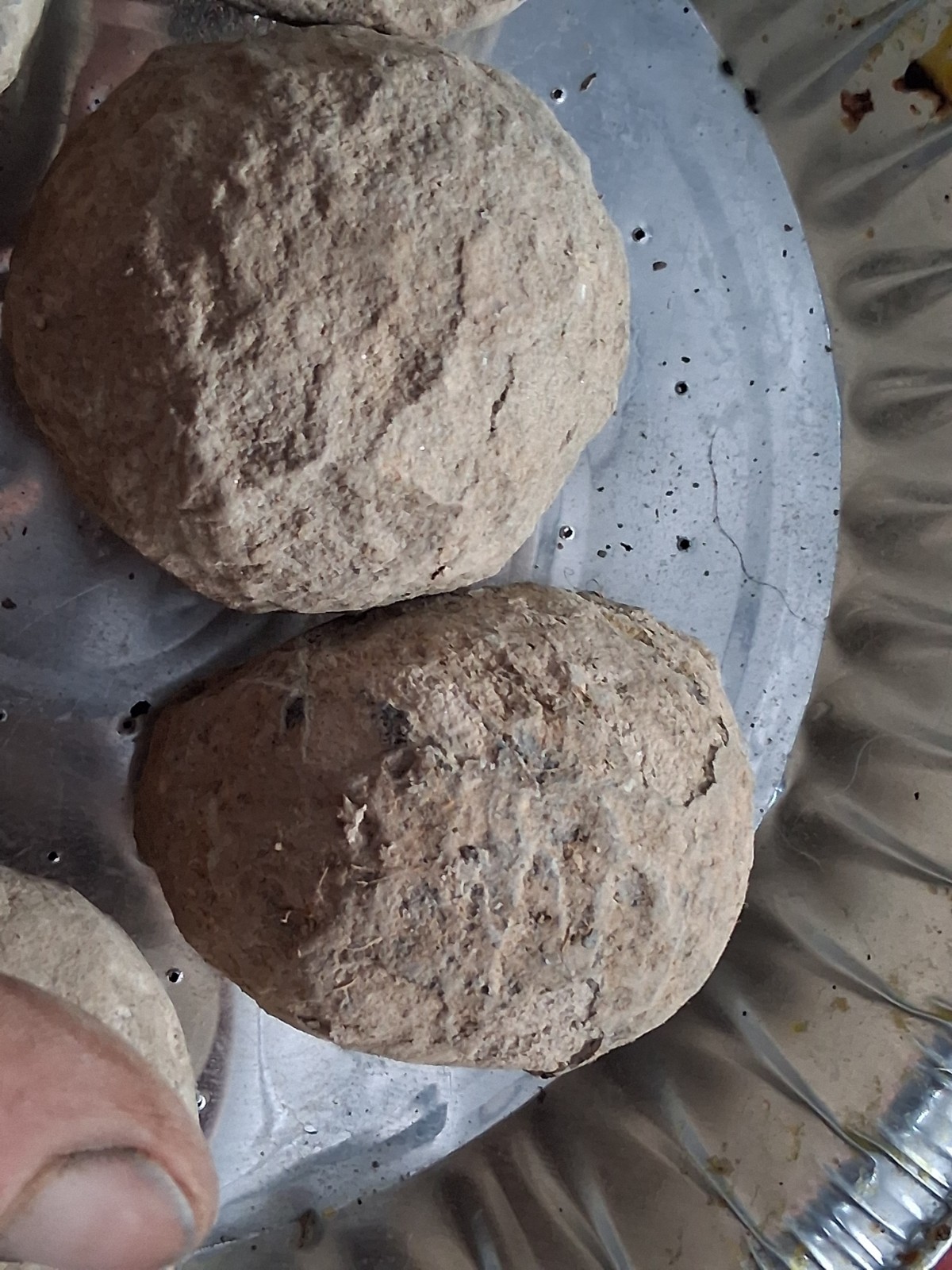 6 Medium Size Crab Fossil Concretions Pulalius Vulgaris Washington State