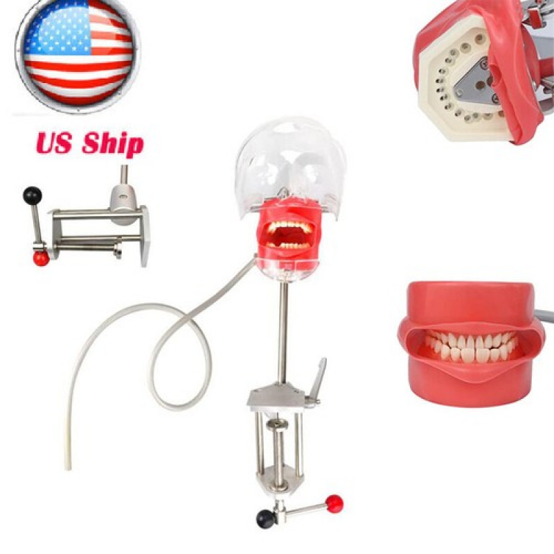 US Dental Simulator Simple Head Model Manikin Phantom Dentist Teaching Practice