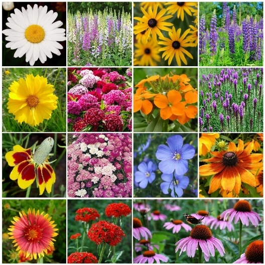 All Perennial Wildflower Mix, 15 Species Flowers, Variety Sizes, Easy Grow
