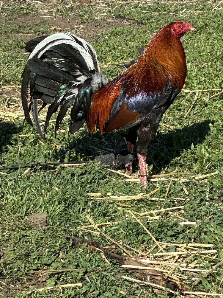 6+ Chicken Hatching Eggs
