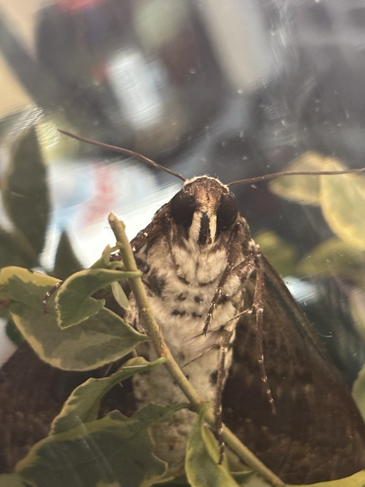 👒 RUSTIC SPHINX MOTH - Beautiful~Largest Sphinx~Specimen~UNMOUNTED~ Entomology
