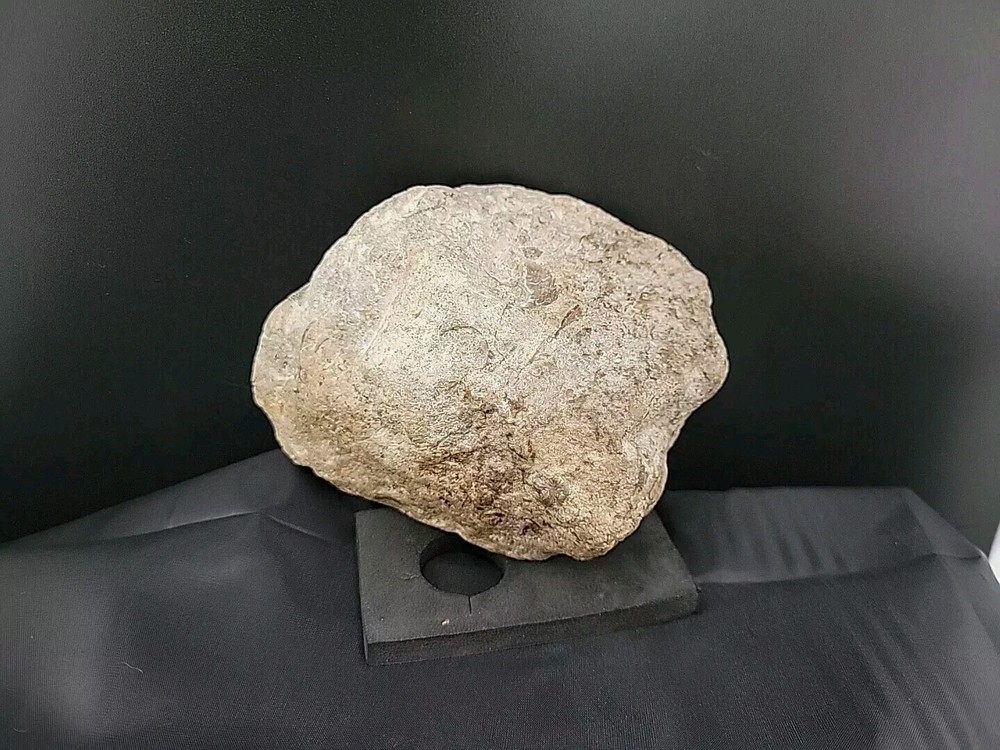 fossilized clam shell