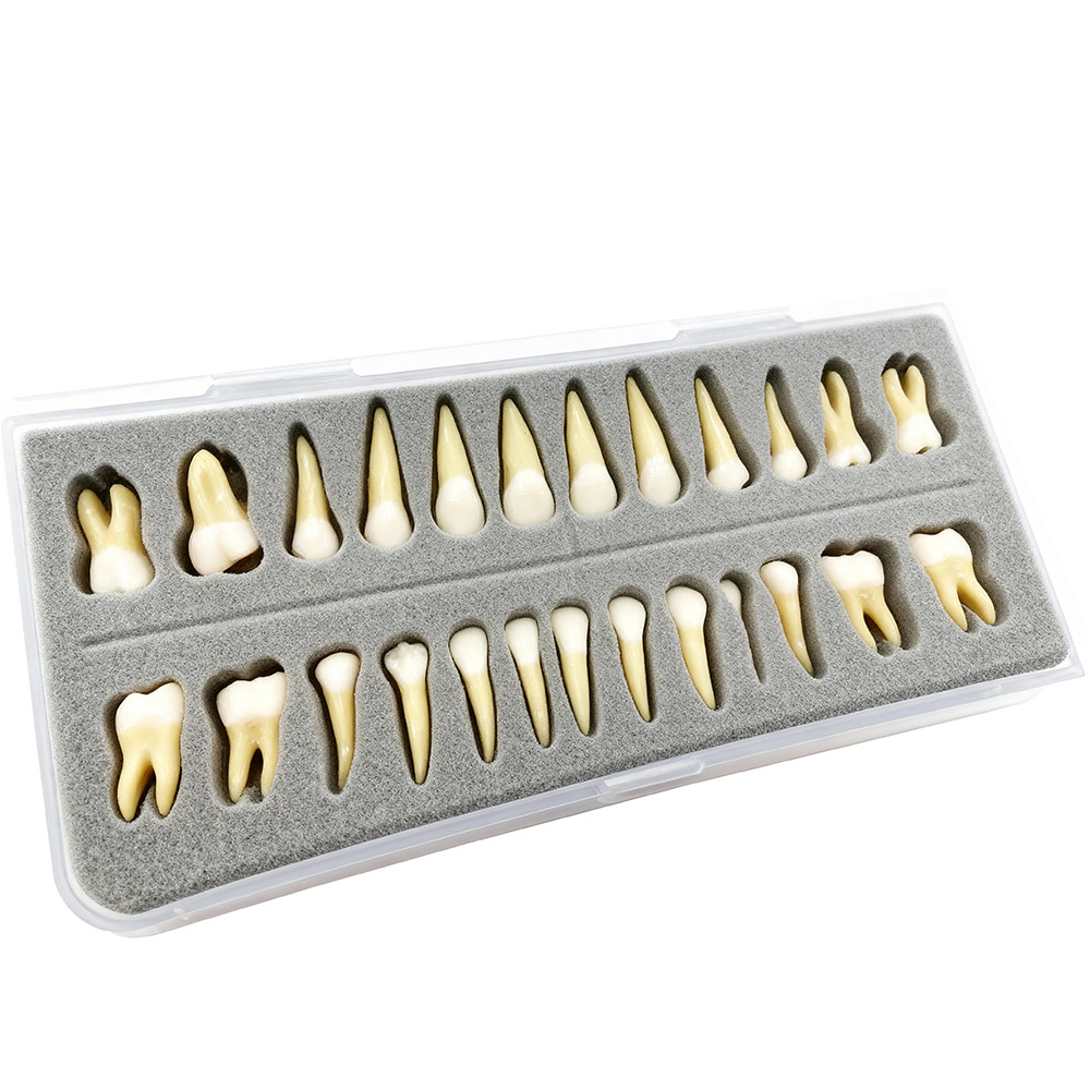28 Resin Dental Permanent Teeth Study Tooth Model Discrete With Root Simulation
