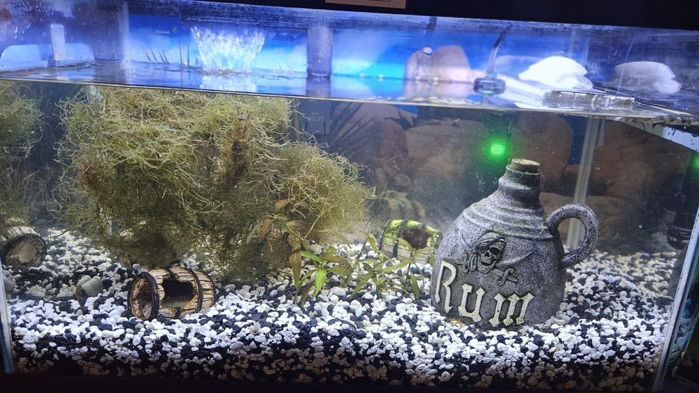 JAVA MOSS LIVE AQUATIC Nestling Plant Refuge Aquascaping... 2 Oz