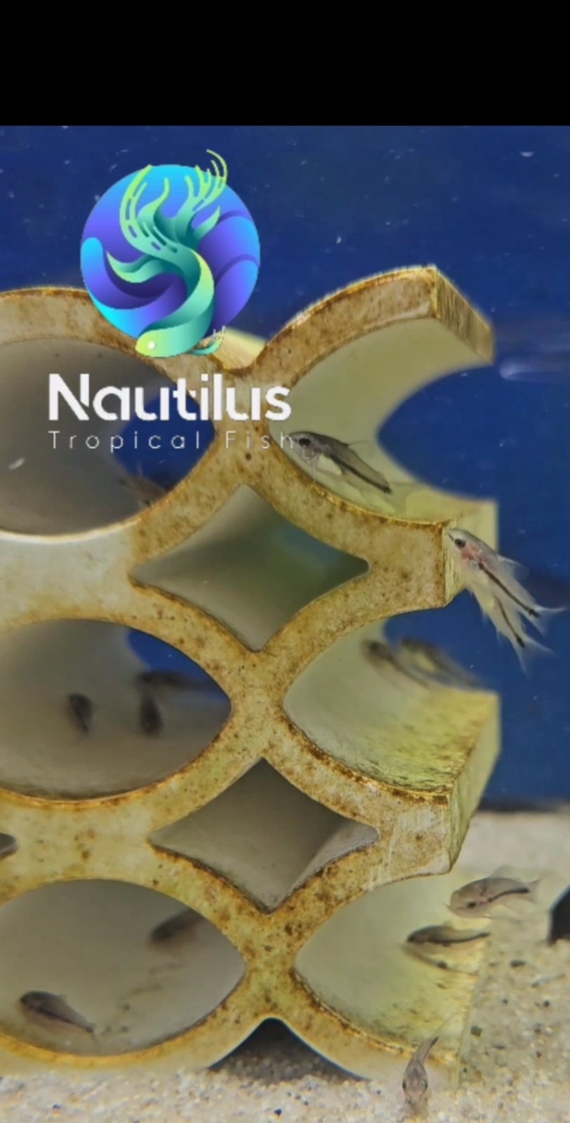 Pygmy Cory-Corydoras pygmaeus-Fast Shipping-We combine shipping!!