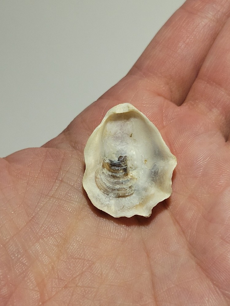 Hand Picked Floridian Sea Shell - Eastern Oyster