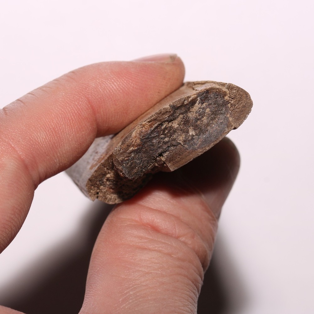 Dinosaur Rib Bone Section - Authentic Fossil - Hell Creek Formation Cretaceous
