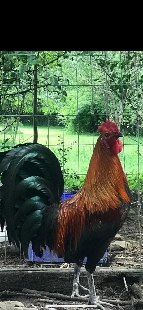 Assorted Hatching Eggs- One Dozen