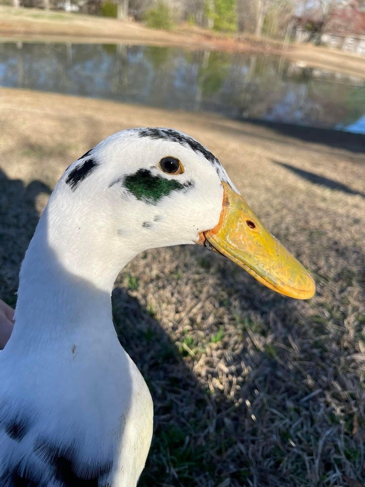 12 assorted duck hatching eggs| Lay Eggs Everyday
