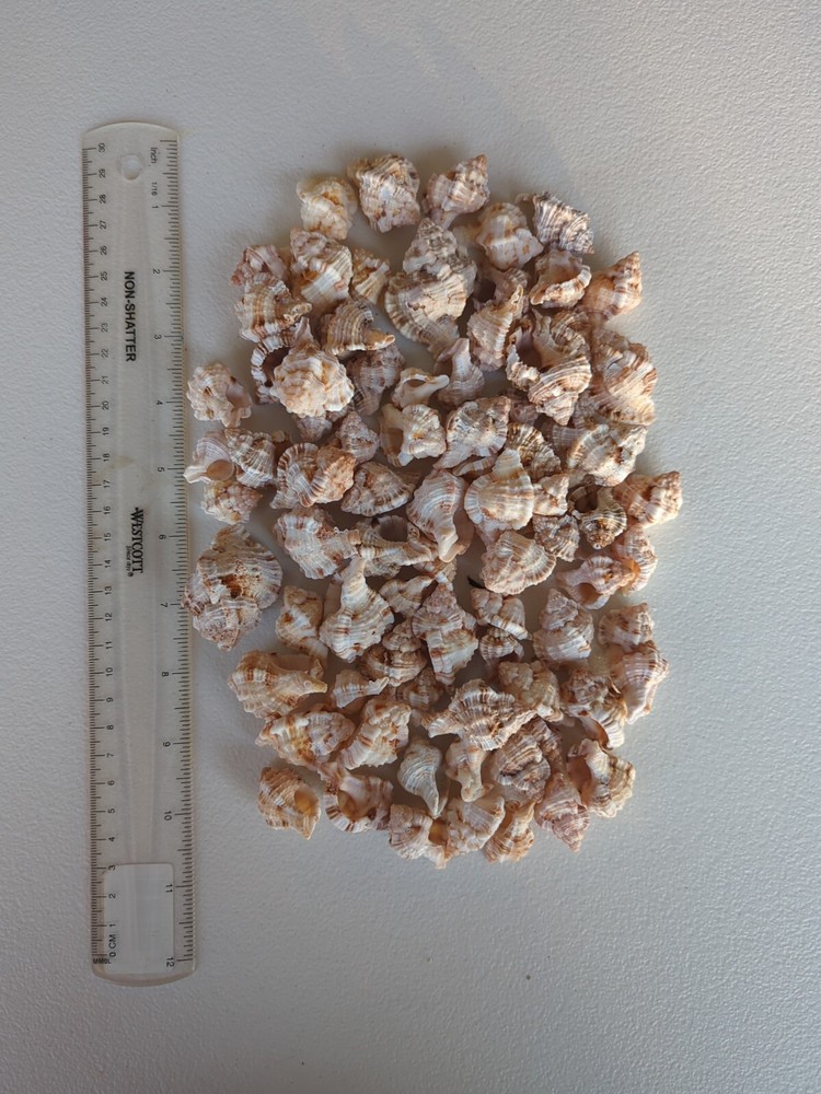 Quart size bag of Apple Murex shells