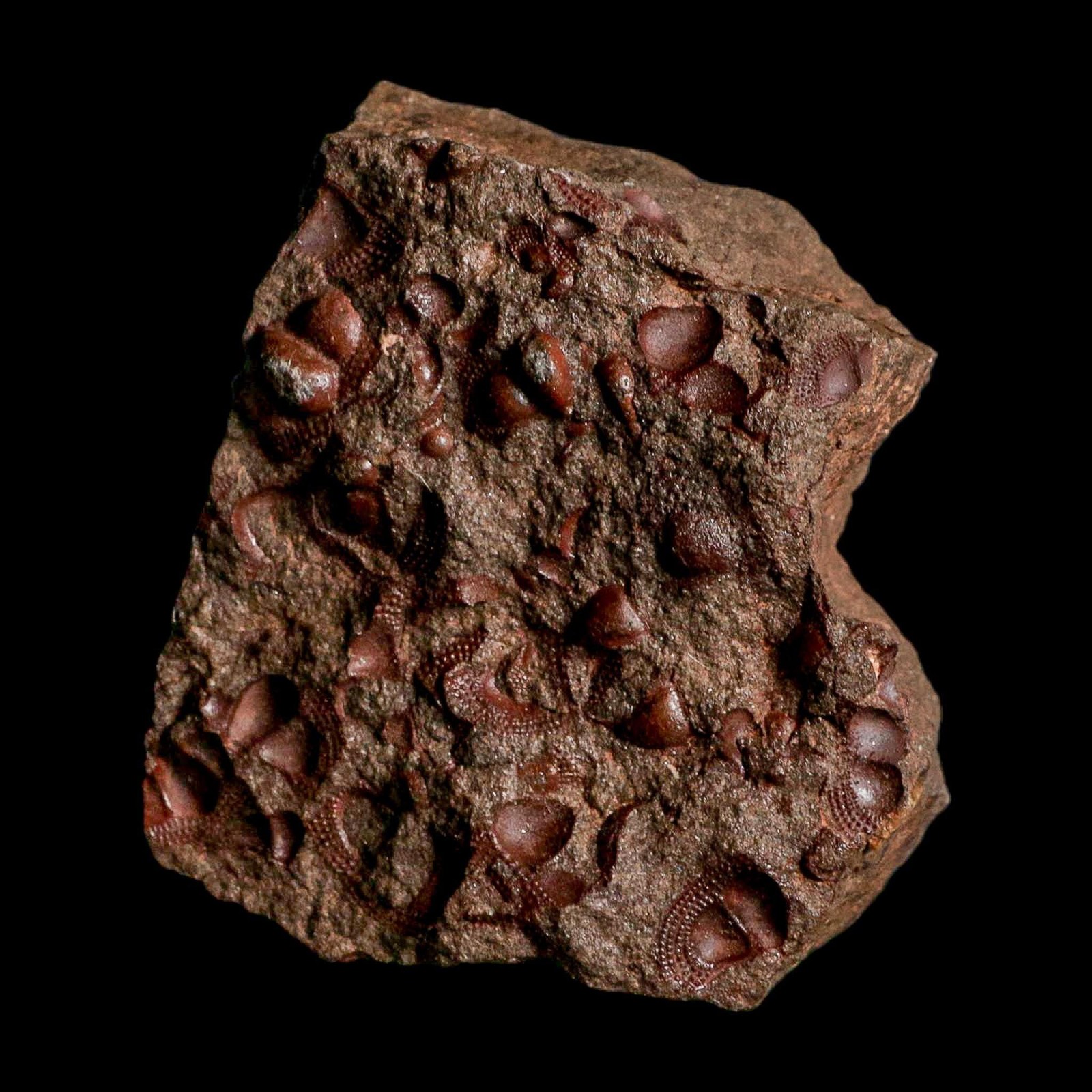 3.1" Trilobite Mortality Plate Fossil Devonian Age 400 Million Years Old COA