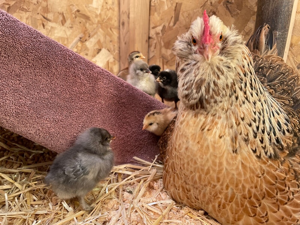 12+ Fertile Chicken Hatching Eggs Rainbow Mix Black Copper Maran Easter Egger