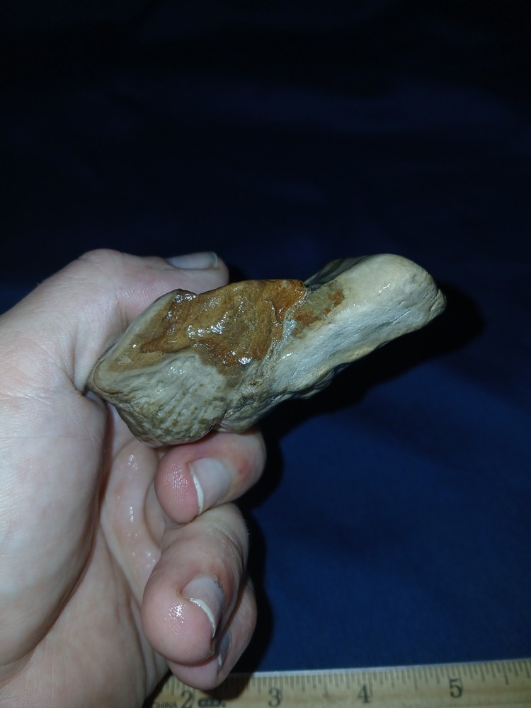 5 oz Texas Petrified Wood