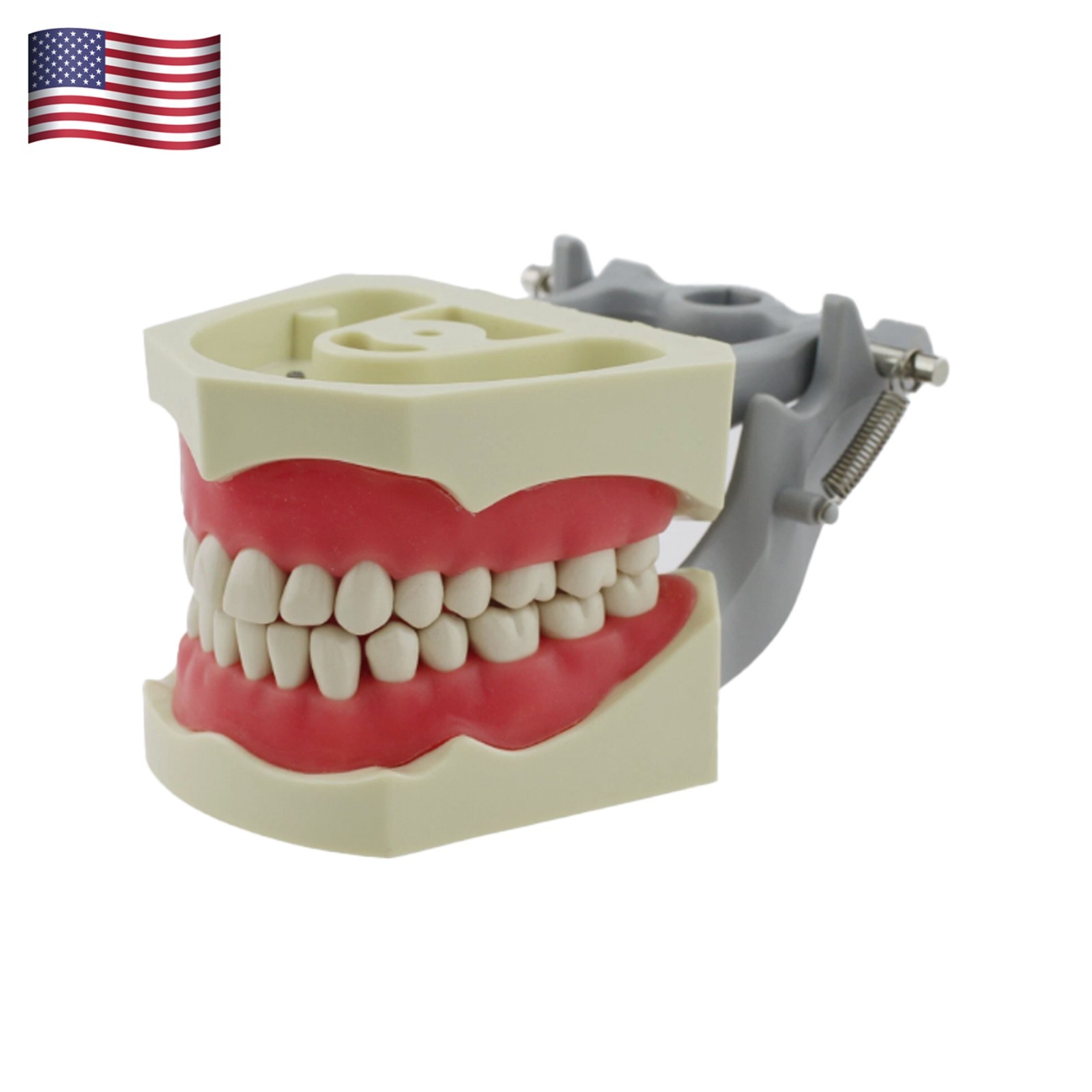 US Columbia Dentoform 860 Type Dental Typodont Model With 32pcs Removable Teeth