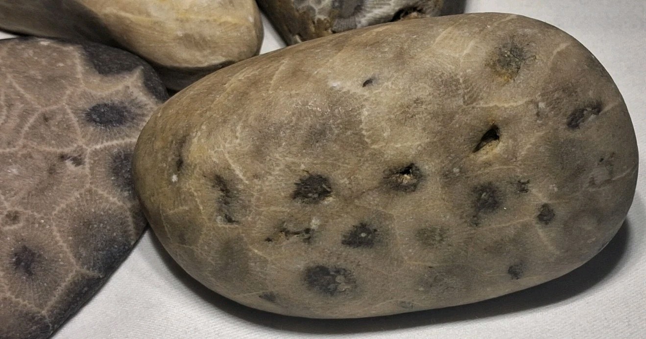 Michigan Petoskey Stone Lot 1 Pound Unpolished Natural Great Lakes Fossil Coral