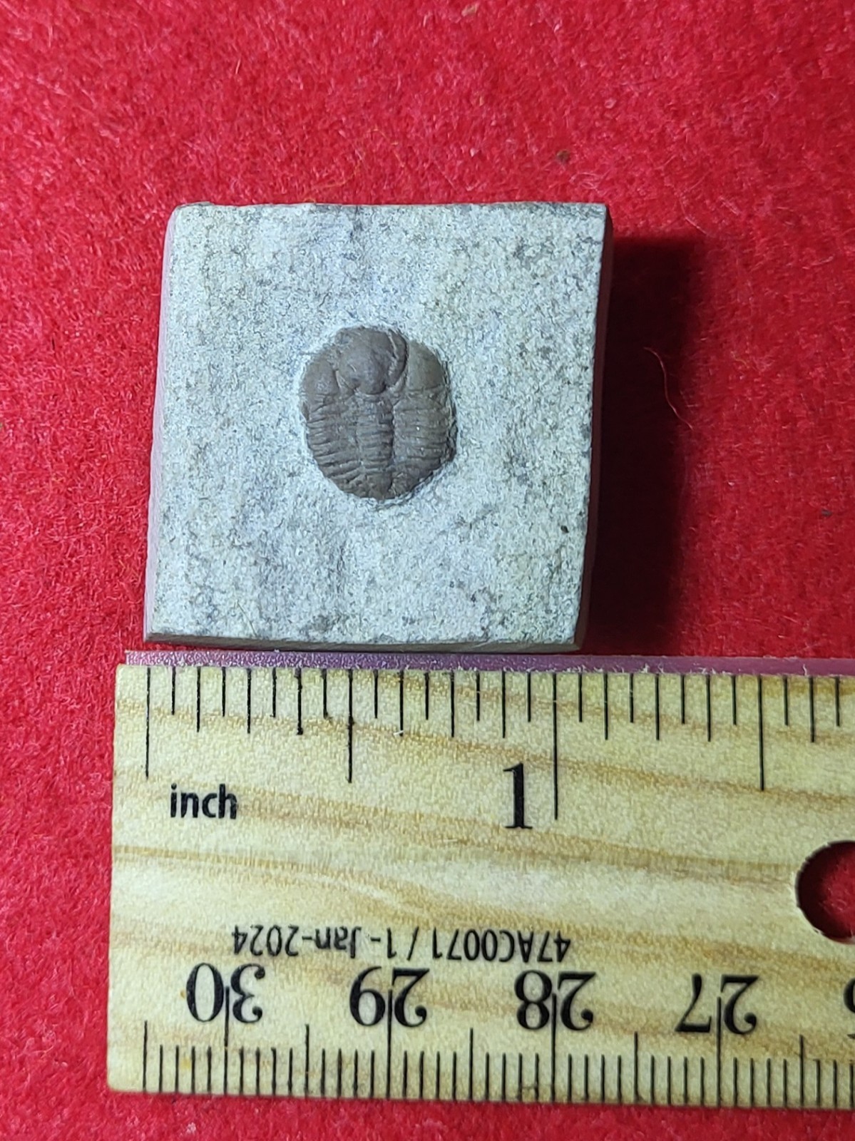 Fossil Trilobite Ampyxina bellatula Ordovician Maquoketa Formation Mo.