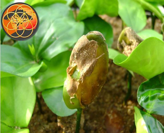 Akuamma seed capsules Picralima nitida extract 20-1 ratio