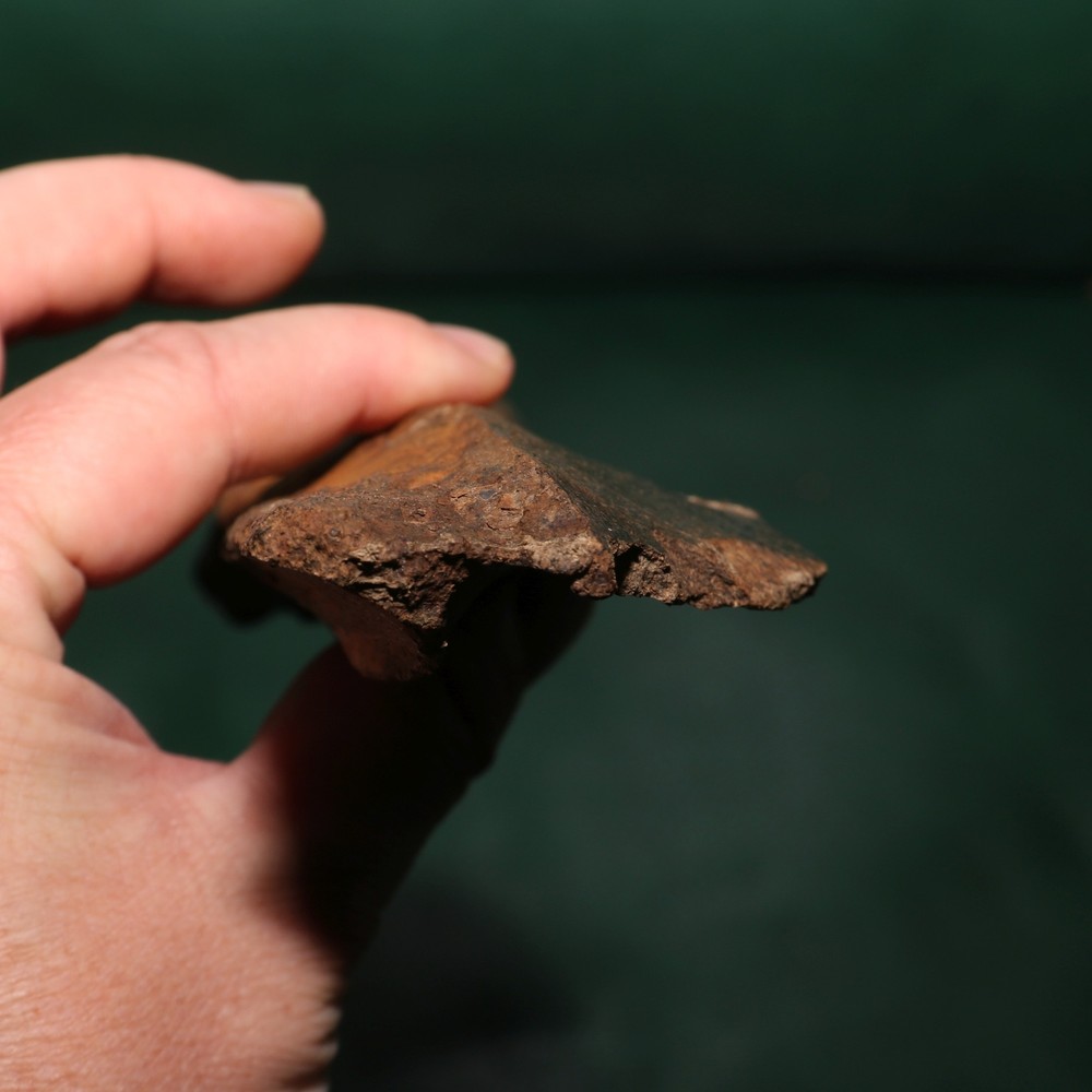 Nice Dinosaur Rib Section - Authentic - from the Hell Creek Formation Specimen