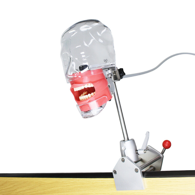 Dental Silicone Phantom Head Model&Replacement Manikin Teeth Model Fixed on Desk