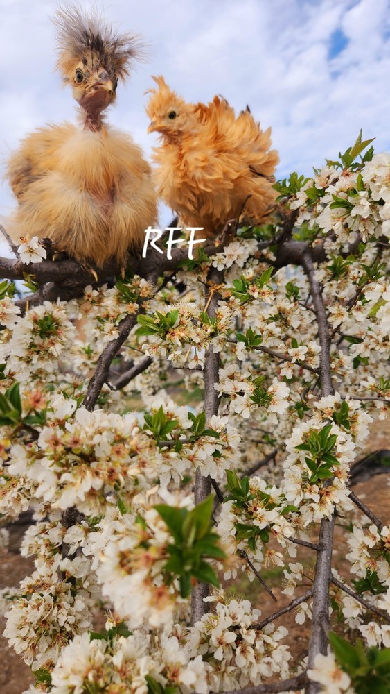 12 silkies Hatching Eggs hens choices