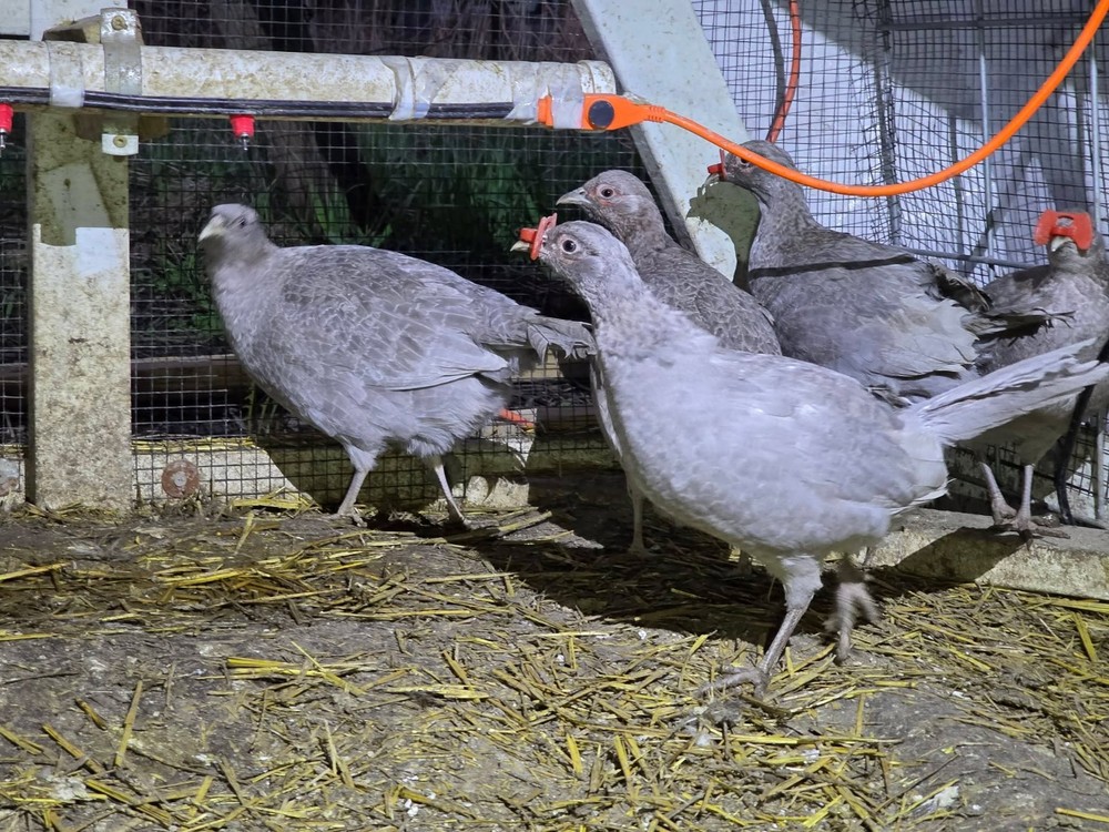 PRESALE-10 Abyssian Blue Ringneck Pheasant Hatching Egg Please read description