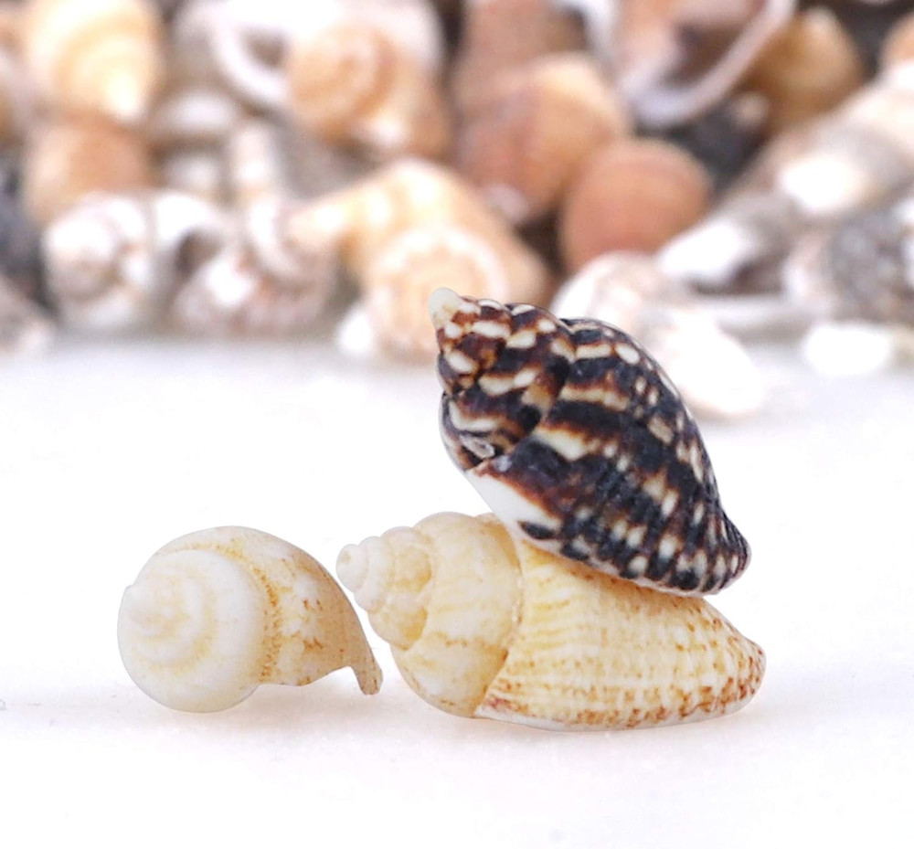 2000 PCS Tiny Mini Small Sea Shells for Crafting Spiral Conch Shells for Crafts