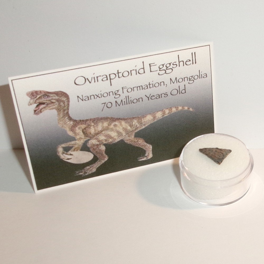 Authentic Raptor Dinosaur Eggshell with Acrylic Display Case, Info Card and COA