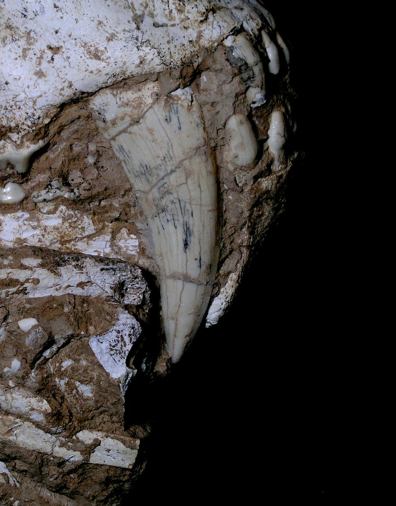 Original Saber-Toothed skull with bones