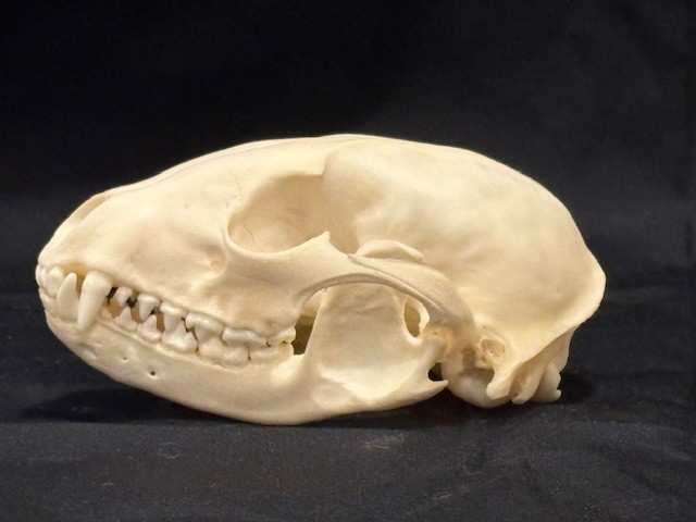 Real Raccoon Skull