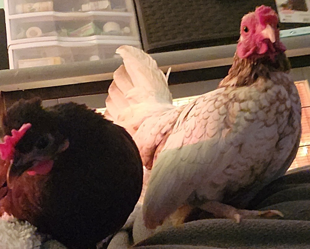 10 +2 Micro Kikiriki Serama Hatching Eggs 4H Projects Teacup chickens
