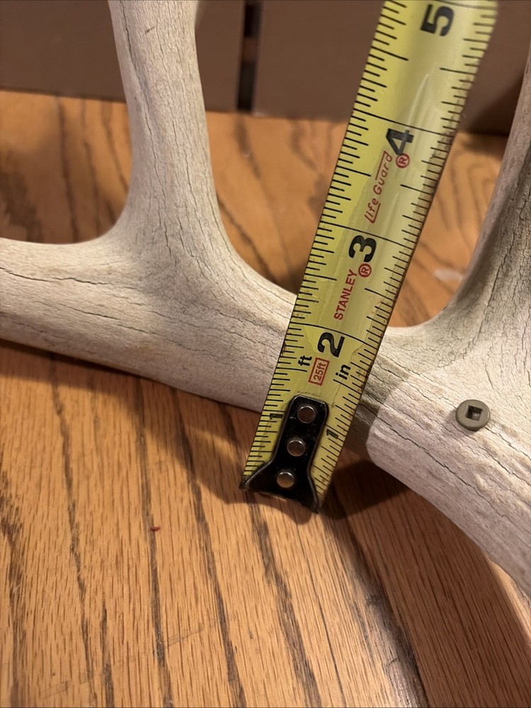 Large Antler Shed See Photos