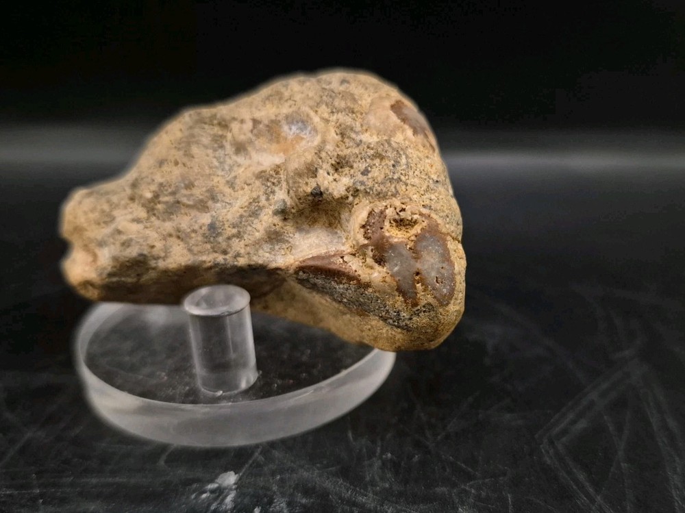 Sauropod Skull Fossil 🦕