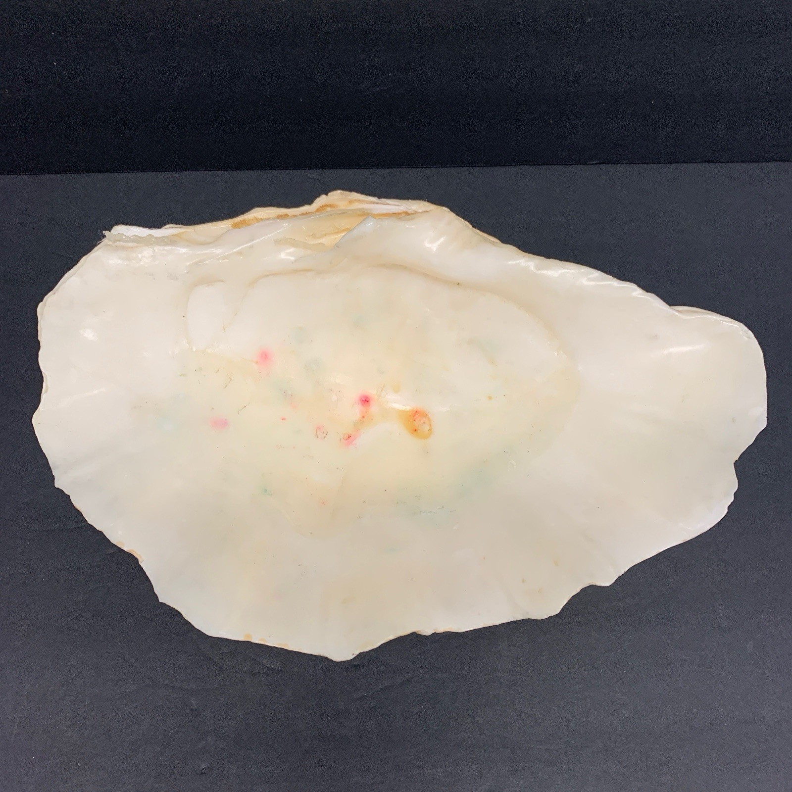 Tridacna Gigas Giant Natural Clam Shell - 12.5"x 8.5" - 5.11 lbs Vintage