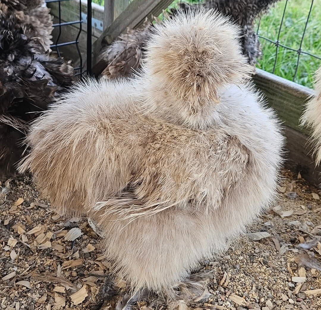 12+ Silkie, Satin, Frizzle Show Quality Hatching Eggs, NPIP Cert