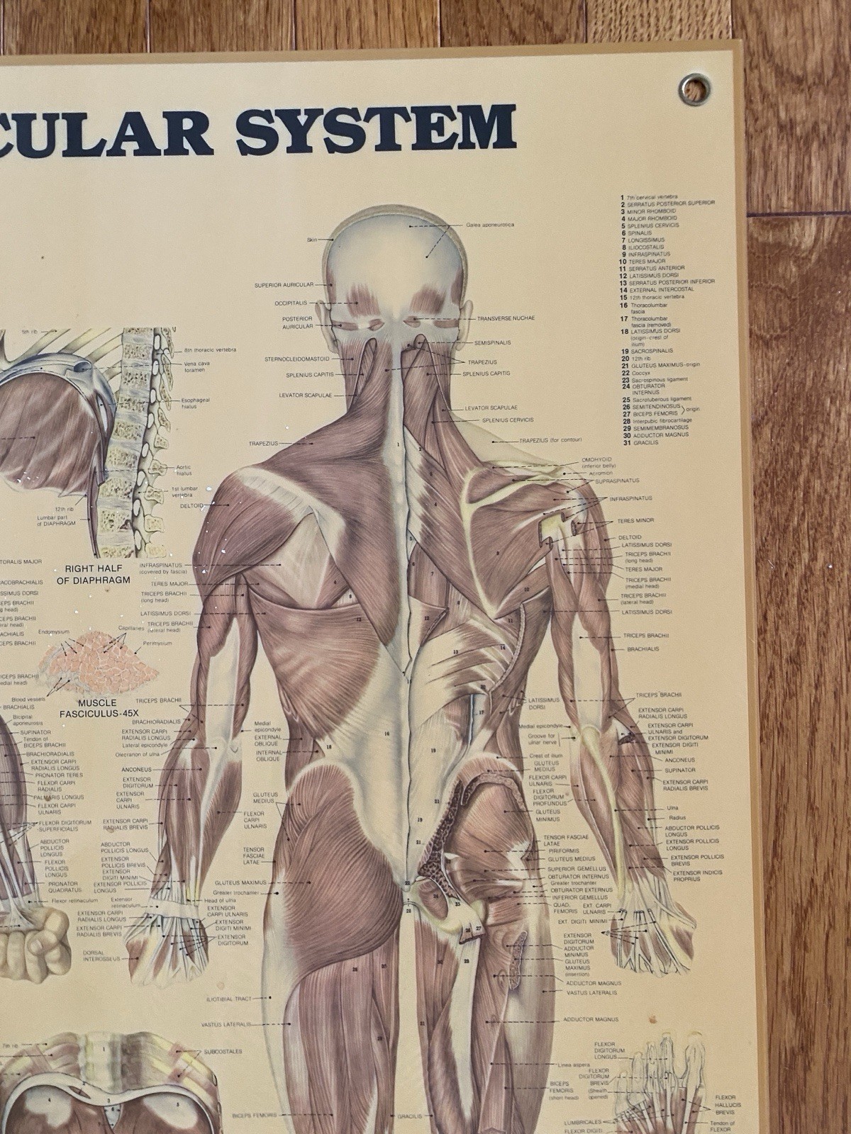 VTG Medical Poster Anatomical Chart Co Muscular Sys Laminated Peter Bachin 24x20