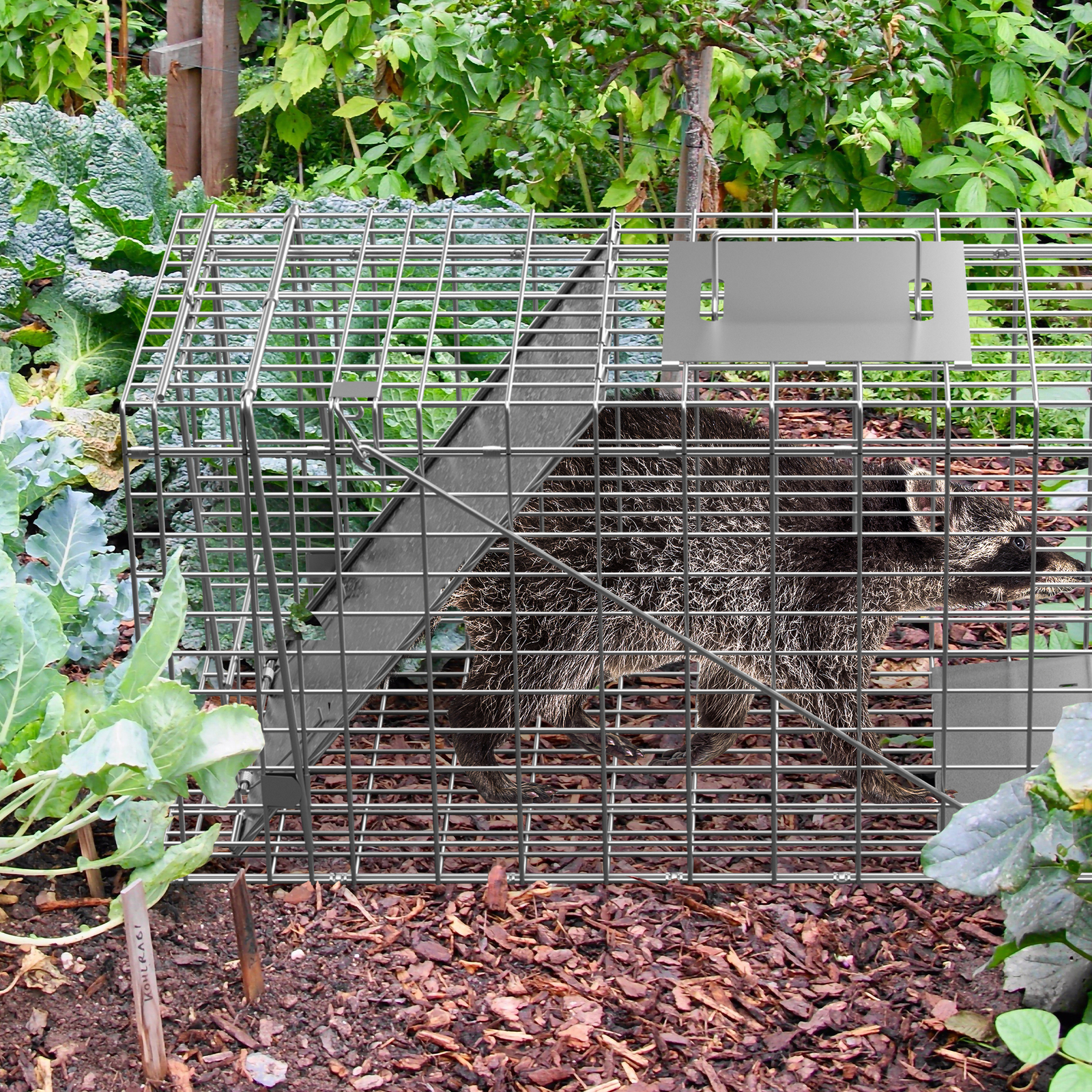 Live Animal Cage Trap 32" X 12.5" X 12" Humane Rodent Raccoon Cage w/Iron Door