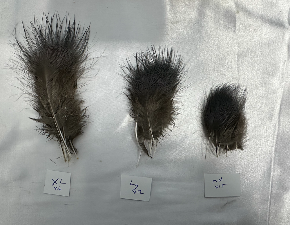 Blue Eared Pheasant Hackles