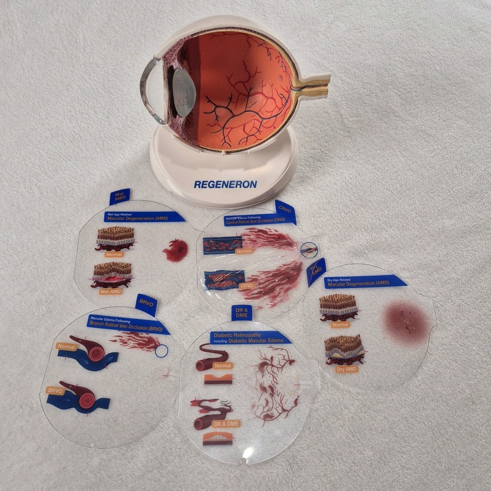 Human Eye Anatomical Model Optometrist Eyeball Optometry Office Display Educ.