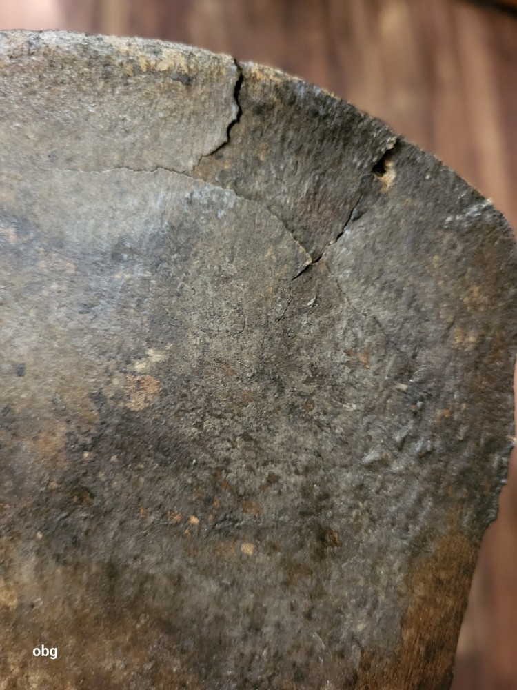 Historic Bison SHOULDER BLADE scapula