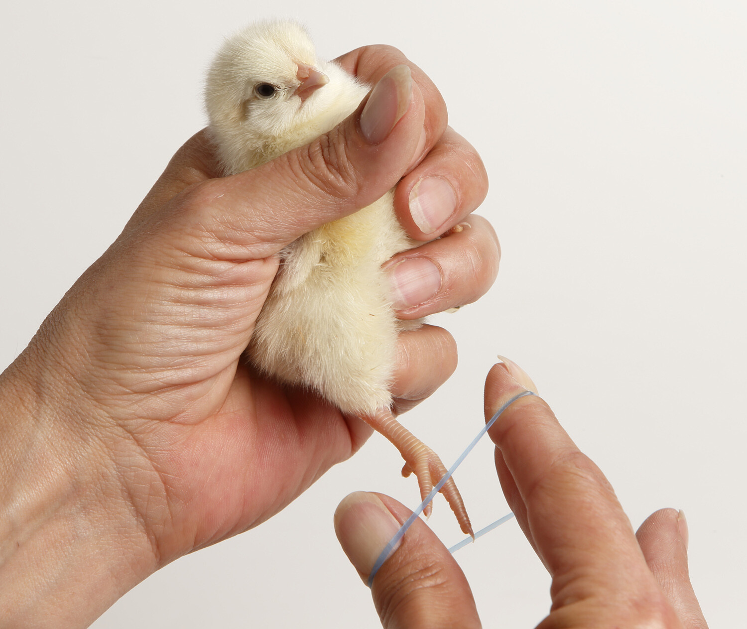 100-500 Baby Poultry Leg Bands ~ Solid or mixed Colors ~ Size 2-6 Day Old Chicks