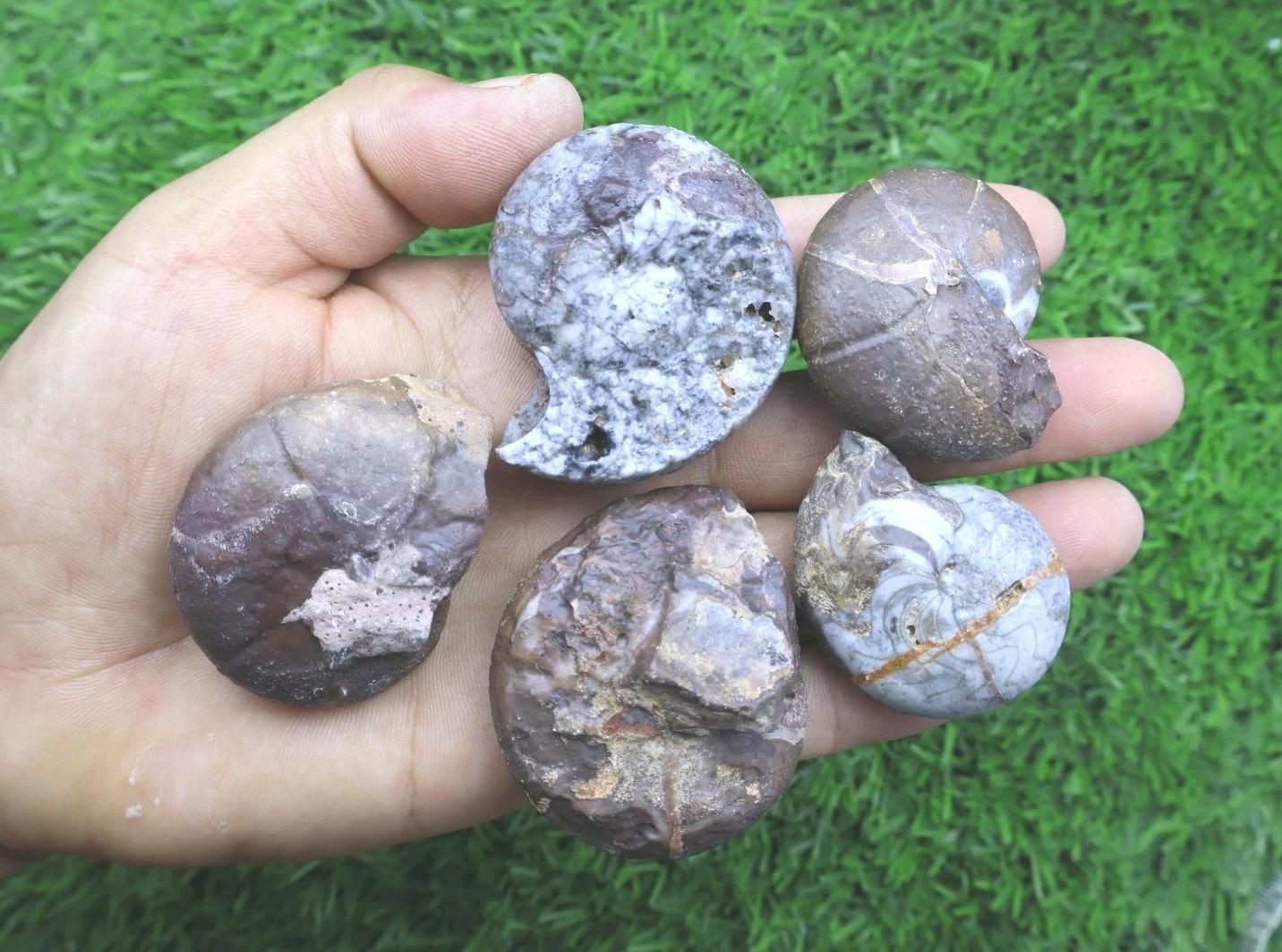 5 PCs Maenoceras Goniatite Fossil Devonian Authentic Morocco Collector Specimen