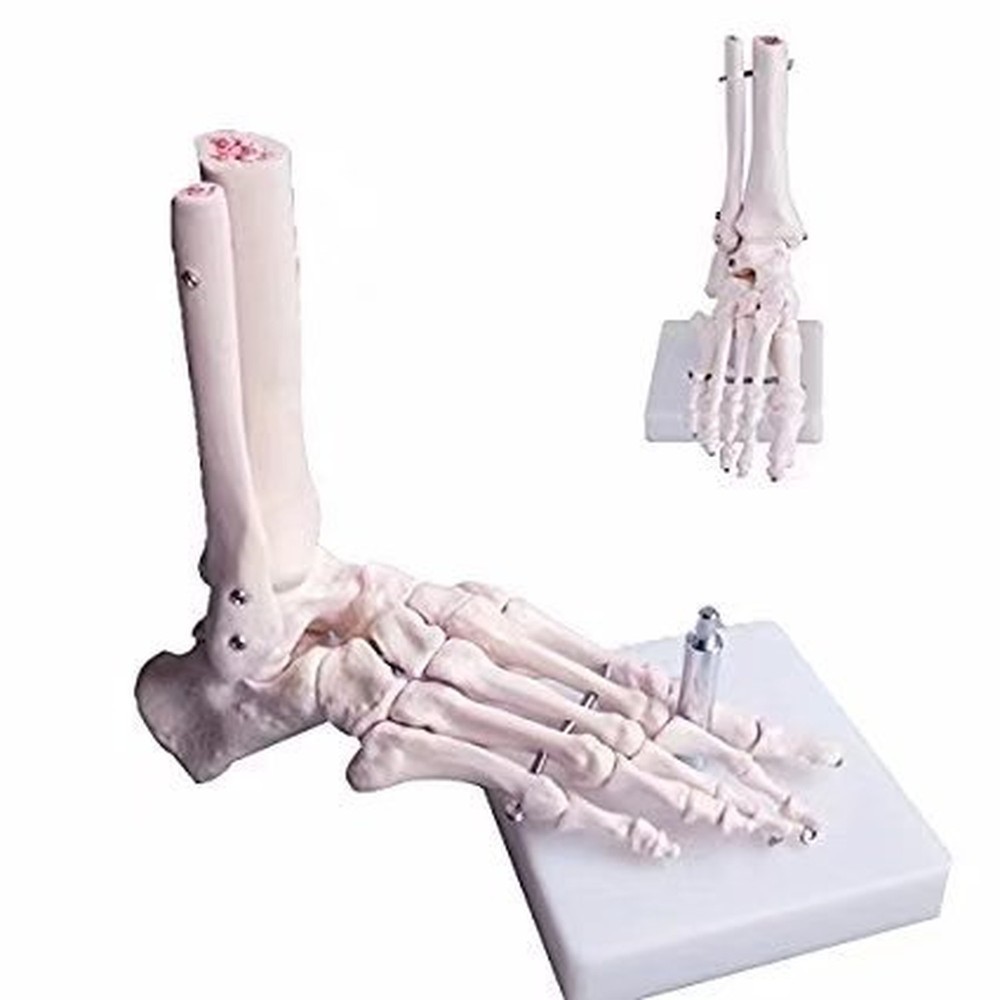 Human Anatomical Skeleton Foot Model Life Size