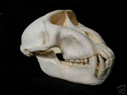 Celebes Crested Macaque Skull  REPLICA.