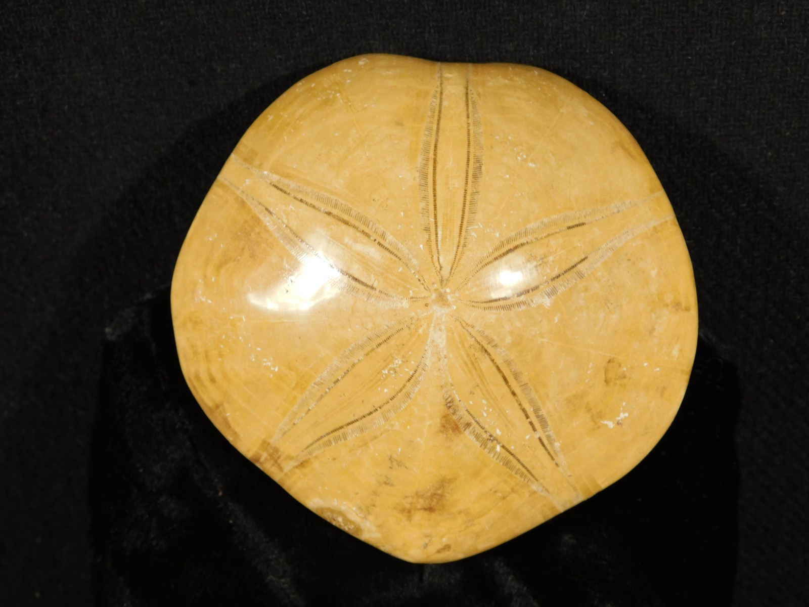 Big! Polished 150 Million Year Old! SAND DOLLAR Fossil Madagascar 197gr