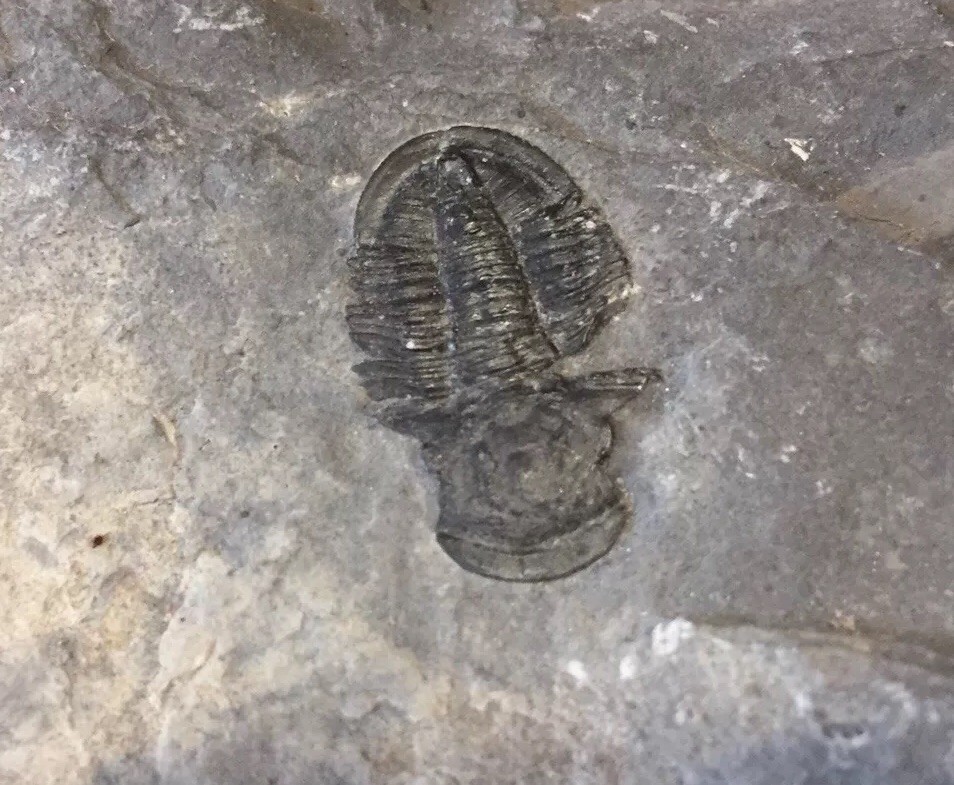 Double Trilobite Fossil Grey Rock Specimen